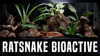 Building a BIOACTIVE Asian Rat Snake Vivarium [upl. by Tella]