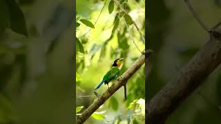 Long Tailed Broadbill  Helmet Bird shortsfeed birds youtubeshorts jimcorbett natgeo wildlife [upl. by Auqinahs]