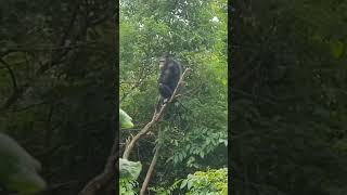 Return Chimpanzees to their natural habitat apes chimpanzee wildlife orangutan [upl. by Eseekram]