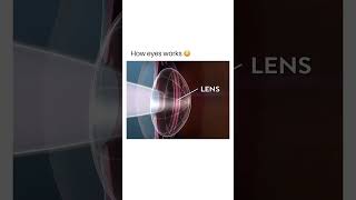 eyeamp brain opticnerve visualsystemoptometrist ophthalmologistseyehealthmatters visionscience [upl. by Gone]