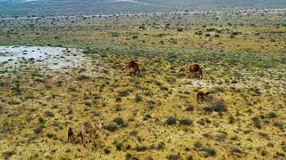 Israel Desert Camels [upl. by Eaver]