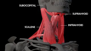 An InDepth Look at the Anatomy of Neck Muscles [upl. by Ronald990]