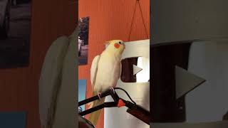 Говорящий Попугай Корелла shorts short parrot попугай [upl. by Airemahs]