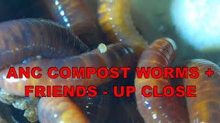 VERMICOMPOST BIN UNDER THE VIDEO MICROSCOPE [upl. by Liba]