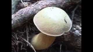 Boletus luridus Conoscere i funghi 09092014 [upl. by Hayse114]