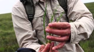 Foraging  Marsh Samphire [upl. by Katz]