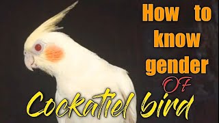 How to easily gender Cockatiel bird l watch this it will help you to start knowing about cockatiel [upl. by Shippee]