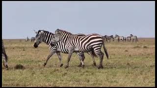 Raw wild in Maasai Mara National park [upl. by Aicekat]