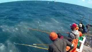 Longfin Tuna off Cape Point South Africa [upl. by Alaehs]