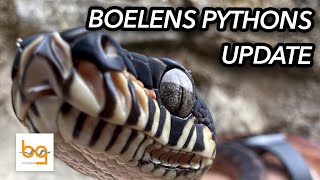 Boelens Python Simalia Boeleni update 1  first few months [upl. by Olsen]