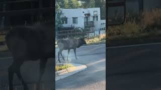 Large bull elk spotted grazing near road in Evergreen Colorado [upl. by Vargas]