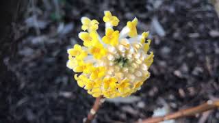 Edgeworthia Chrysantha  Grandiflora [upl. by Wilkens813]