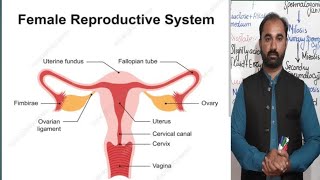 Female reproductive system ll Oogenesis  Anatomy of female reproductive system [upl. by Yras569]