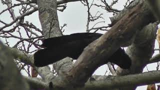 A New Caledonian crow using a hooked tool to extract food [upl. by Nairred65]