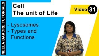 Cell  The Unit of Life  NEET  Lysosomes  Types and Functions  Neela Bakore Tutorials [upl. by Wenger891]