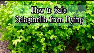 How to Keep My Selaginella Plant Alive amp Thriving without Fussy amp Worry  Part 1 [upl. by Uttasta]