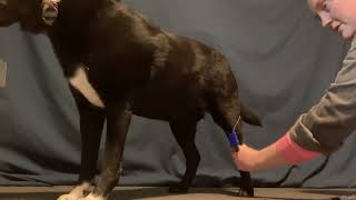 Cooperative Lateral Saphenous Venipuncture with Eko [upl. by Gennifer]