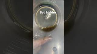 Why You Should Service Your Haldex rs3 automobile haldex [upl. by Eiclud]