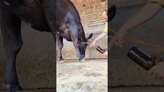 Quick intravenous cannulation in jugular vein in no timesaline setting of a cow [upl. by Bremble]