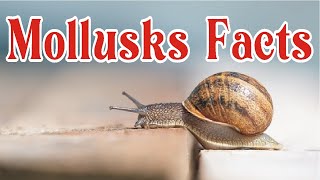 Mollusks  Facts  Factify [upl. by Anitsrhc]