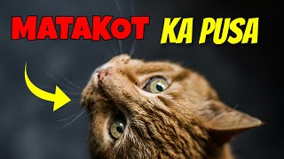 Alam mo na ba ang nakakatakot na bagay tungkol sa mga pusa SIKRETO ANG PUSA [upl. by Latin]