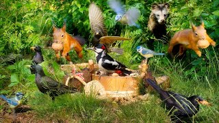 12 hours Nature Fun for Cats amp Dogs amp Humans Alike with Funny Birds Squirrels and a Tanuki visit [upl. by Dunlavy532]