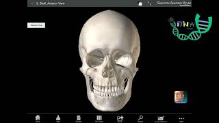 Cranial Bones Review [upl. by Terrijo250]