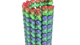 How a Microtubule Builds and Deconstructs [upl. by Lednew553]