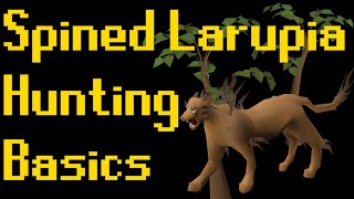 Basic Spined Larupia Hunting Guide 2020 OSRS [upl. by Elysha]