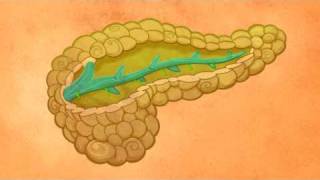 GLUCOSA E INSULINA [upl. by Quintin]