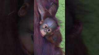 Mom And Baby Orangutan  A Heartwarming New Arrival [upl. by Hairahcez]