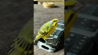 Yellowfronted Canary or Green Singing Finch  Serinus mozambicus tamemozambique [upl. by Gutow]