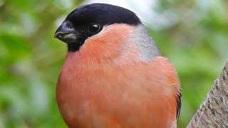 Bullfinch  Bullfinches Male Female and Juvenile [upl. by Ranson356]