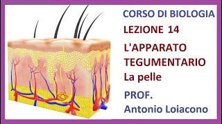 CORSO DI BIOLOGIA  Lezione 14  Lapparato Tegumentario [upl. by Aihsined]