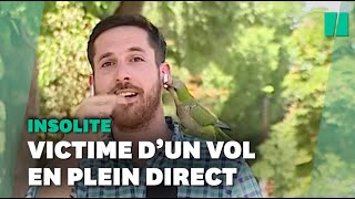 En plein direct ce perroquet vole loreillette dun journaliste [upl. by Nylarej]