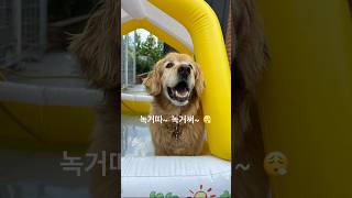 와이리 덥노 🌞 dog 강아지 믹스견 youtube pets 댕댕이 대형견 더빙농장 골든리트리버 cutedog shorts summer [upl. by Niryt]