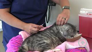 How to Give Subcutaneous Fluids to Your Cat at Home [upl. by Nikral]