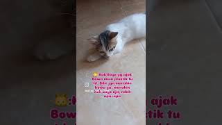 Drama baru Bowasuruh bibi marahin kak boye aja bosebolabora ceritakucing kucinglucucatlover [upl. by Naginnarb231]