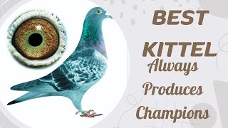 Best Kittel  Top Class Racing Pigeon Bloodline They Always Produces Champion Birds [upl. by Enyawed952]