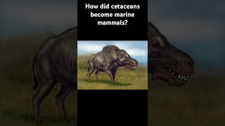 How did cetaceans grow as the heaviest living animals and become marine mammals whale evolution [upl. by Quick580]