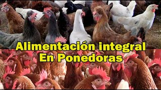 GÜIA PARA LA ALIMENTACION DE PONEDORAS [upl. by Drofliw574]