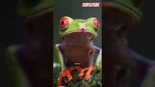 When frogs swallow with the eyes😱😱 amazingfacts interestingfacts animalfacts shorts [upl. by Swartz970]