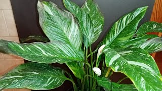 спатифиллум диамонд через пол года spathiphyllum diamond [upl. by Comstock]