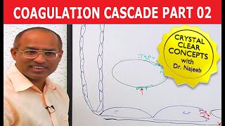 Coagulation Cascade  Part 212 [upl. by Merfe207]