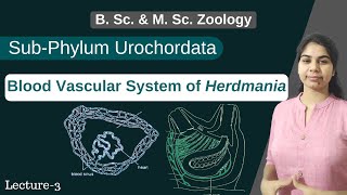 Herdmania  Blood Vascular System of Herdmania  In Hindi  B Sc amp M Sc  Zoology [upl. by Isewk399]