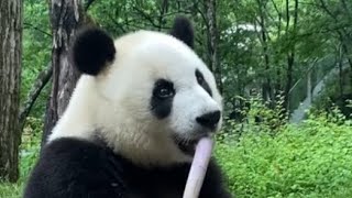 Giant panda eats bamboo shoots [upl. by Iramohs]