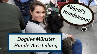 Doglive  Hundeausstellung  Messehaul  Hundekanal  Cairn Terrier [upl. by Salvatore]