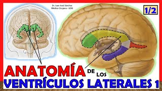 🥇 Anatomía del 1er y 2do VENTRÍCULO 12 Ventrículos Laterales ¡Explicación Sencilla [upl. by Lud]