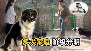 邊境牧羊犬當家，把主人和兄弟當羊牧，還和訓犬師正面開戰 [upl. by Basilio225]