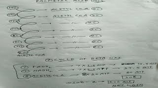 Beta Oxidation of Fatty Acid  Part 2  Energetics  Biochemistry [upl. by Yren347]